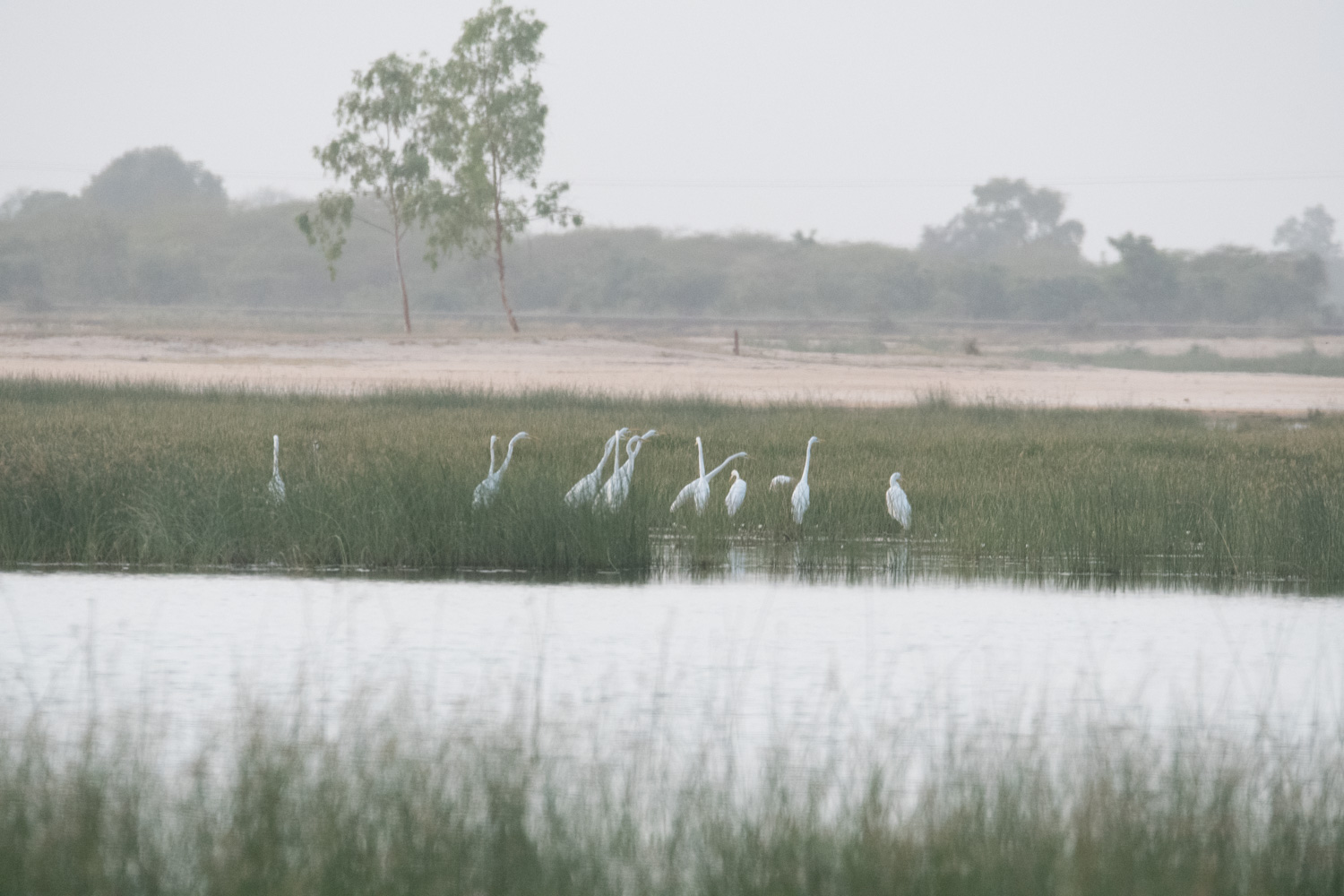 Grandes Aigrettes (Great Egret, Ardea Alba) se préparant à passer la nuit dans la roselière du marigot de Koutal, Région de Kaolack, Sénégal.